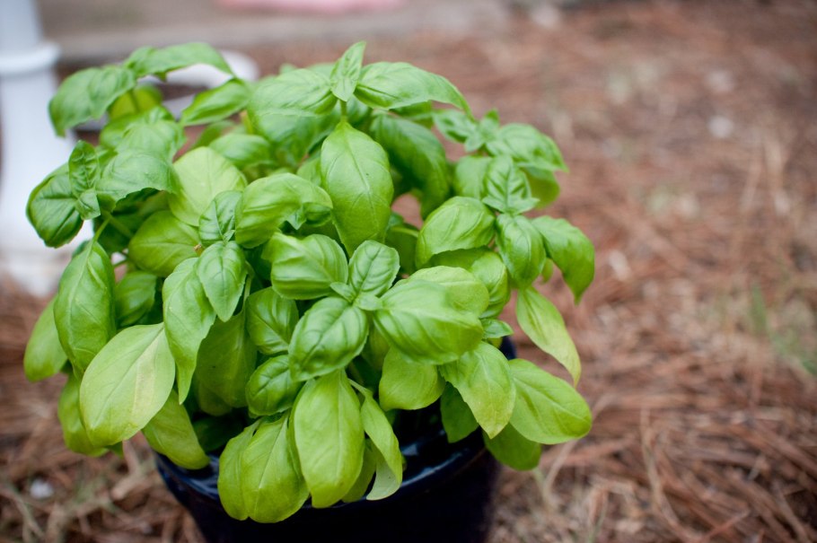 Базилик куст