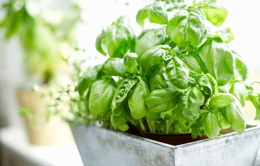 Базилик зеленый в горшочке Лучано