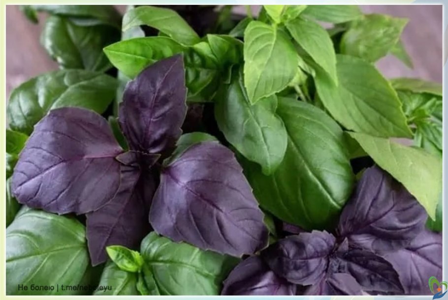 Базилик сорт Вайолет