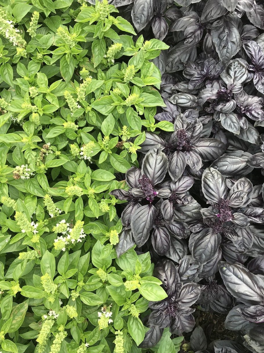 Райхон базилик