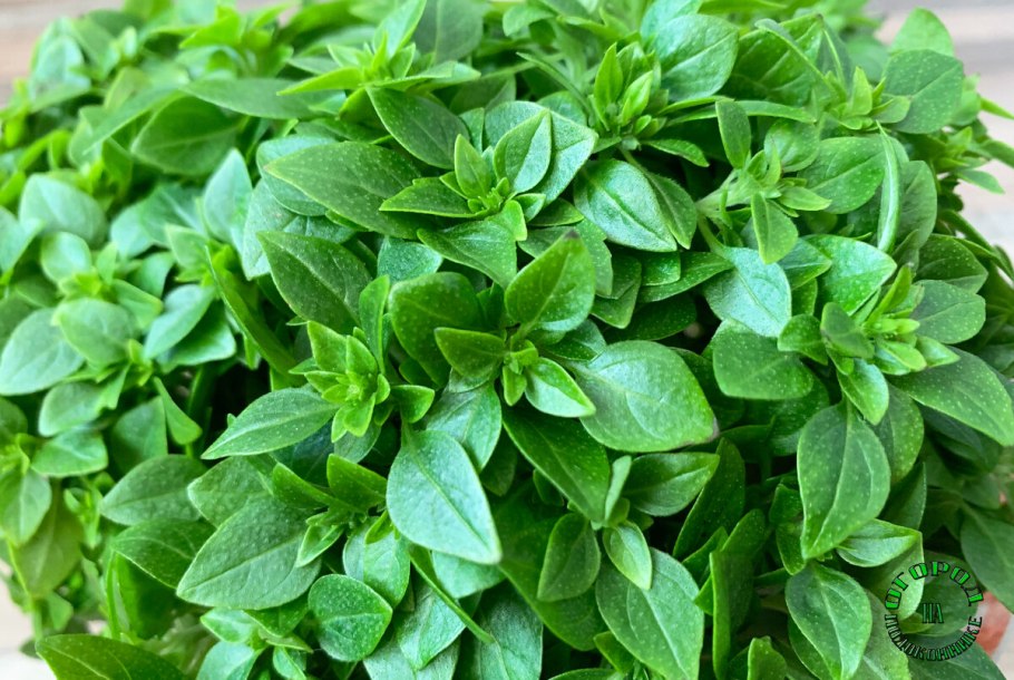 Базилик Форссколя