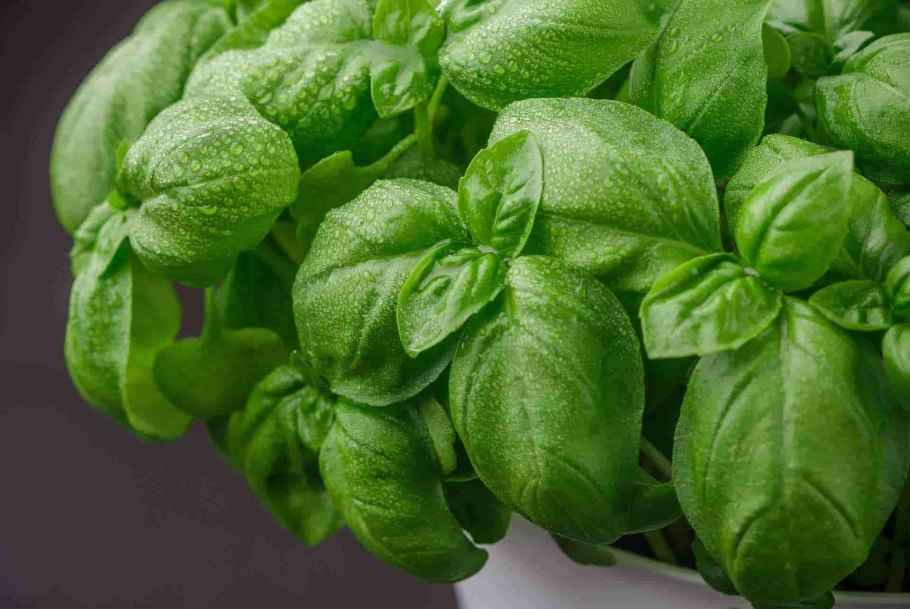 Базелик или базилик полезные свойства