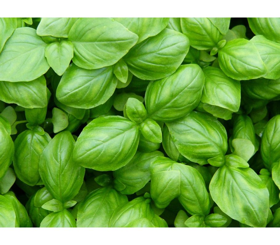 Базилик Оскуро