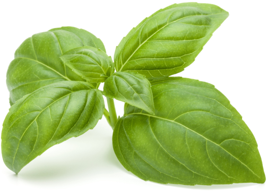 Листик базилика