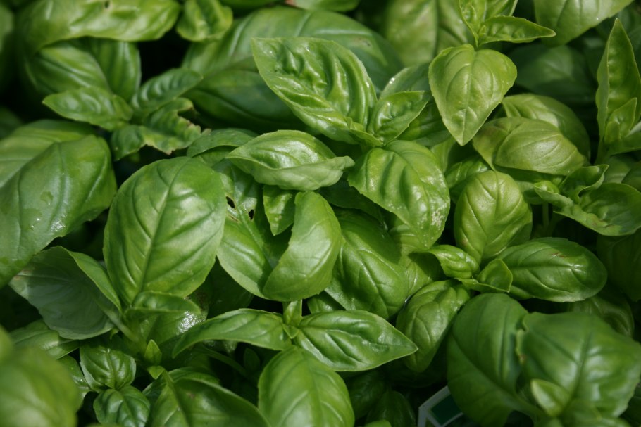 Базилик эвгенольный