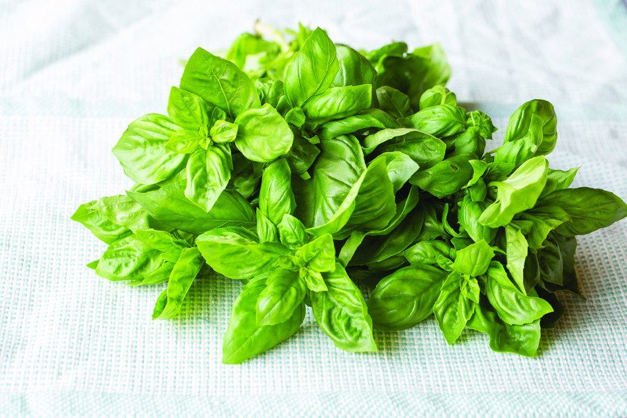 Базилик камфорный