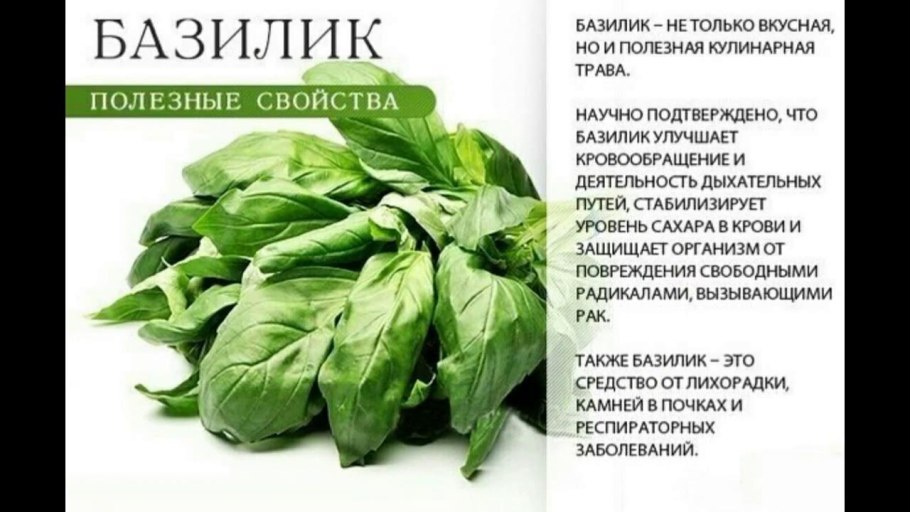 Полезная зелень для организма