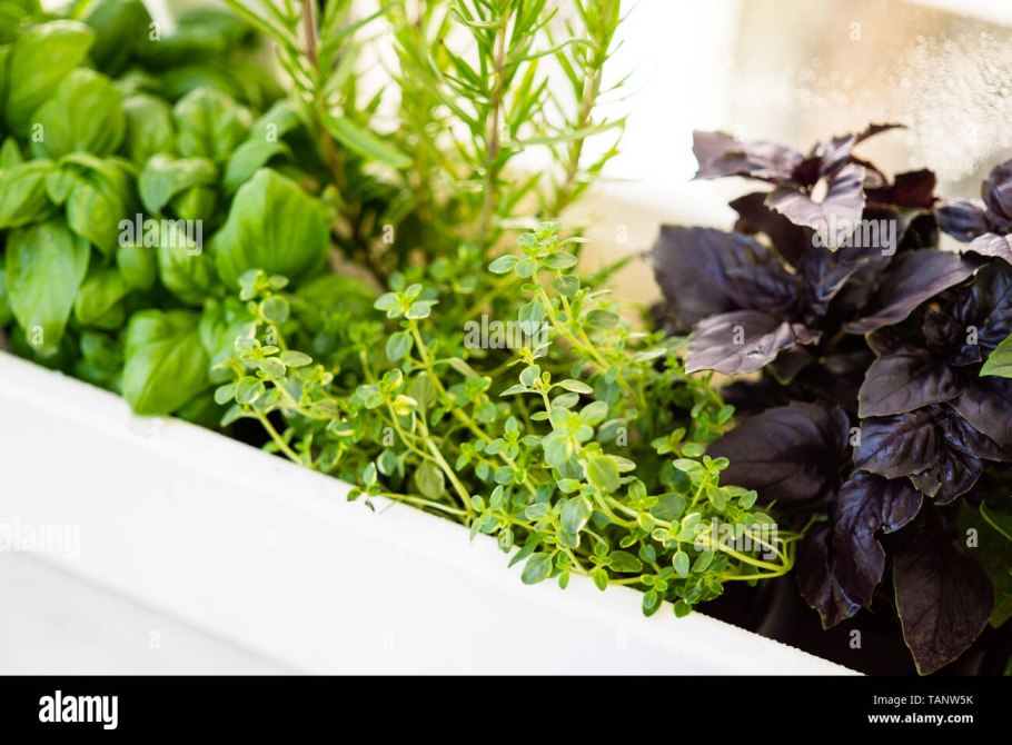 Базилик розмарин в кашпо