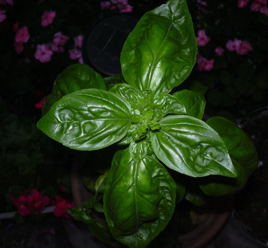 Базилик Элидия