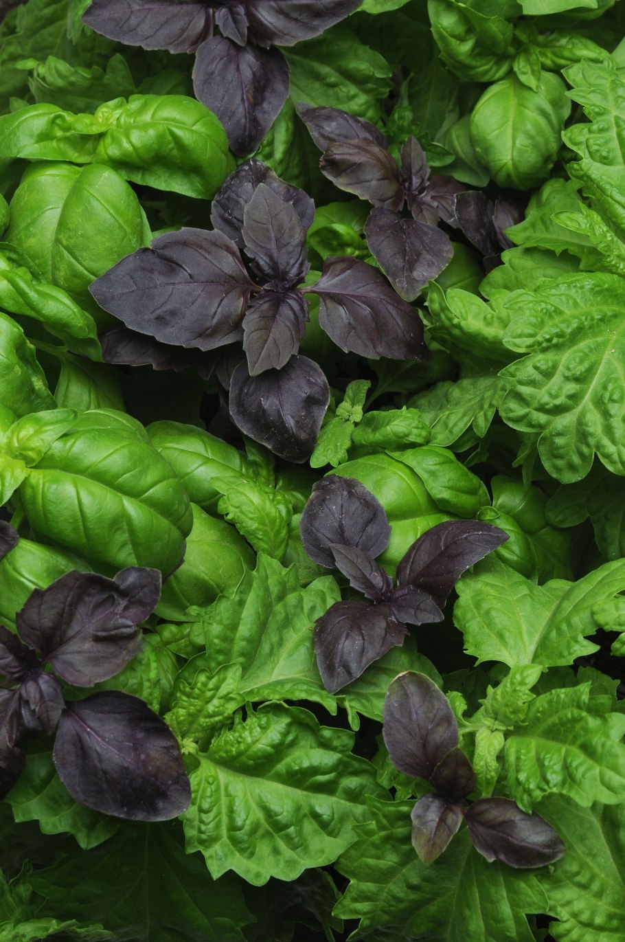 Базилик Дженовезе семена