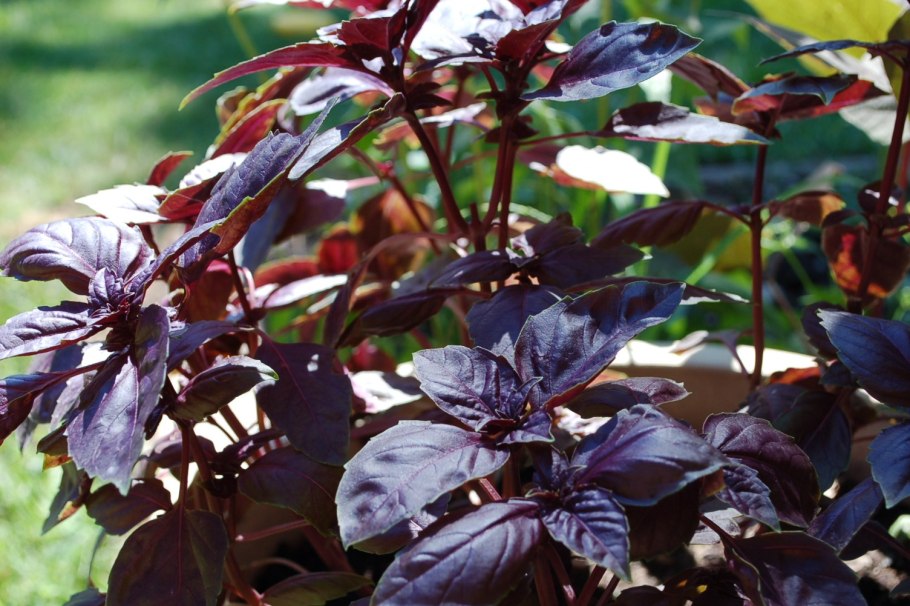 Базилик Маркиз красный