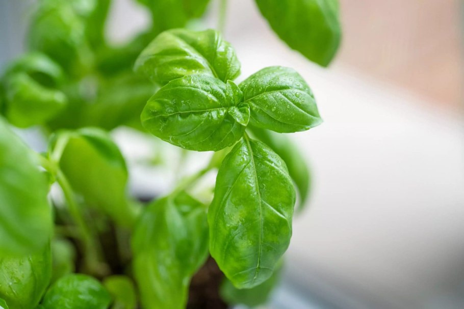 Базилик маленький в крупном плане