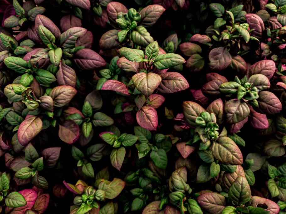 Базилик разноцветный