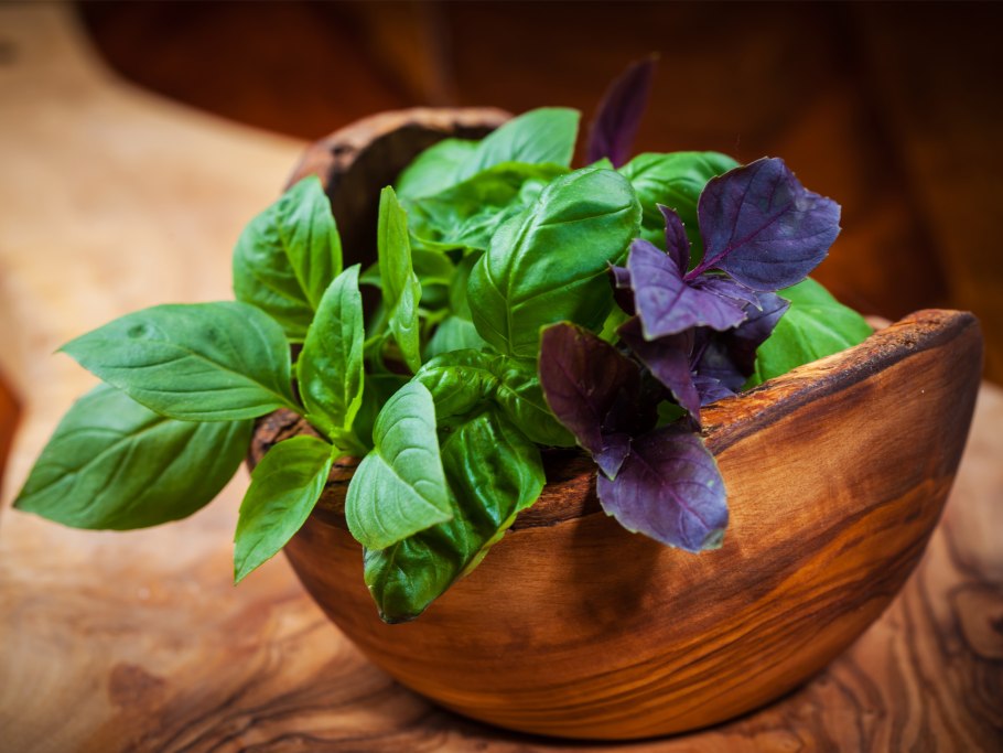 Пряная трава базилик