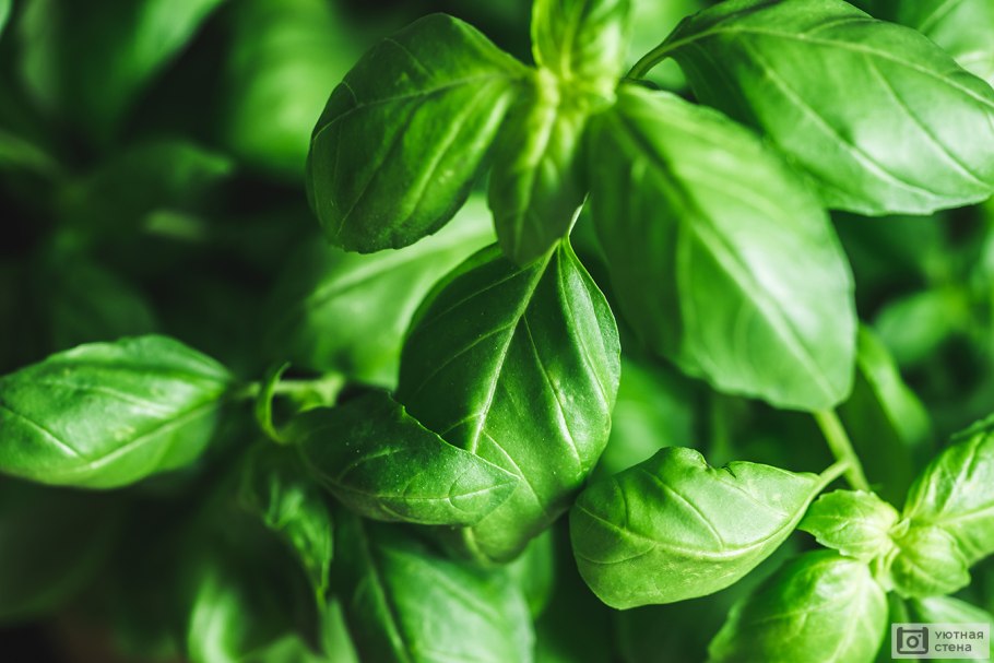 Базилик Проспера