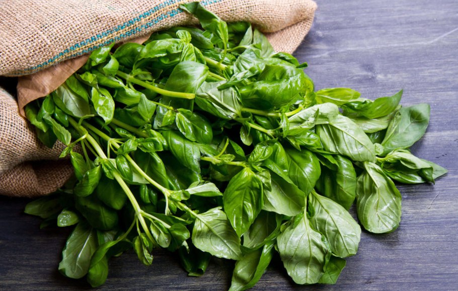 Петрушка, сельдерей, укроп, руккола, базилик ...