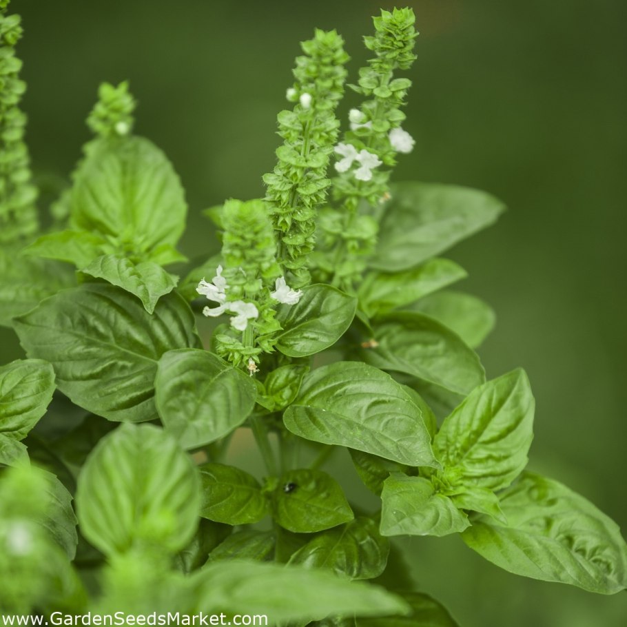 Базилик цветок