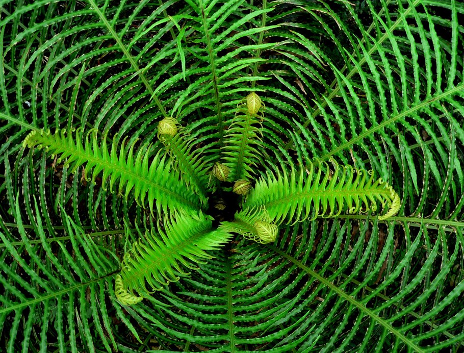 Папоротник макротелиптерис Торреса