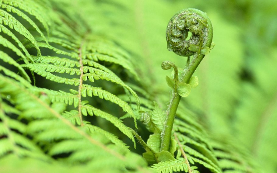 Папоротник орляк Дальневосточный