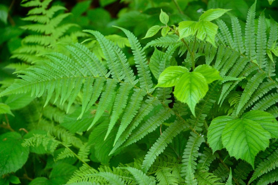 Папоротник крупнолистный