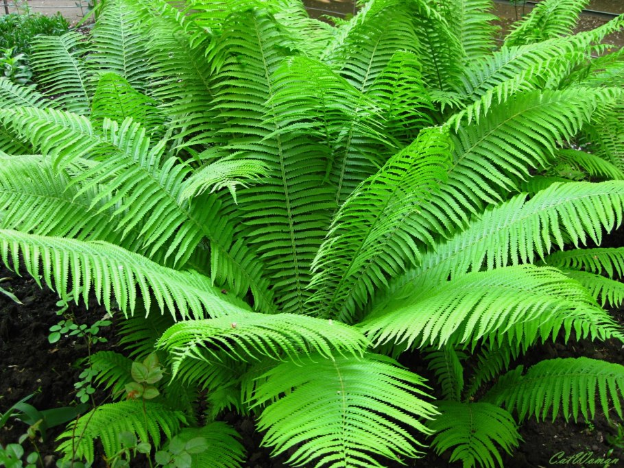 Роголистный папоротник