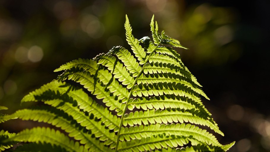 Папоротник Императорский