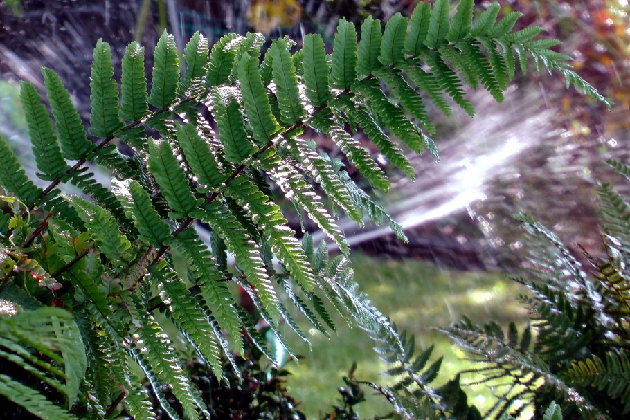 Папоротник Лесной