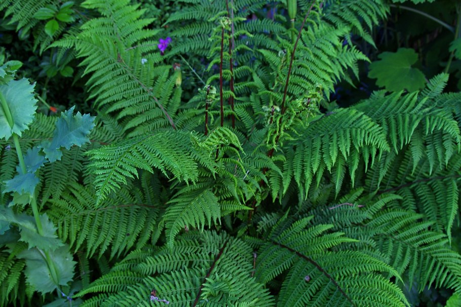 Щитовник австрийский