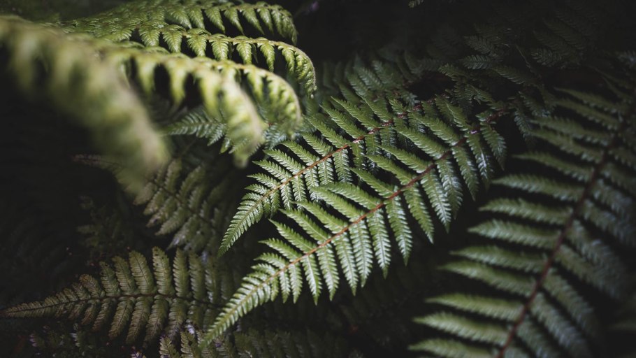 Папоротник Паршеман