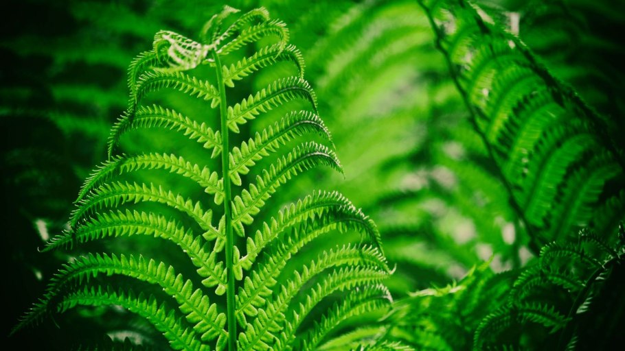 Фернс папоротник