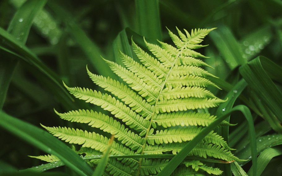 Перистые листья папоротников