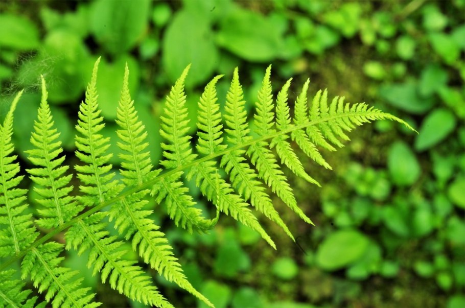 Папоротник крупнолистный