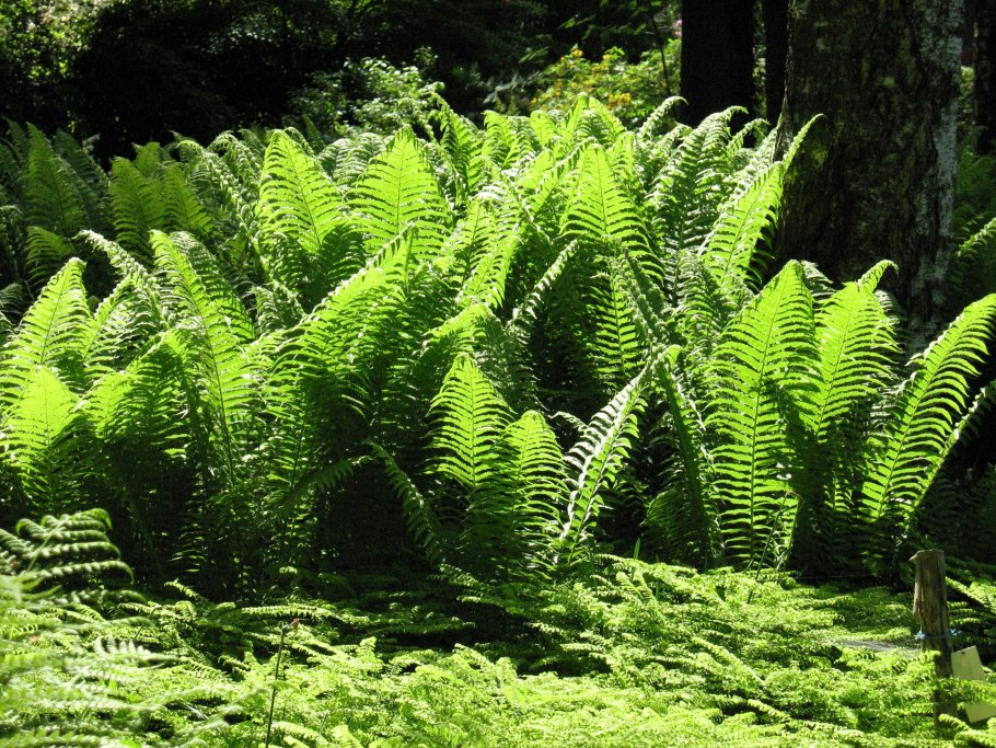 Папоротник Щитовник Лесной