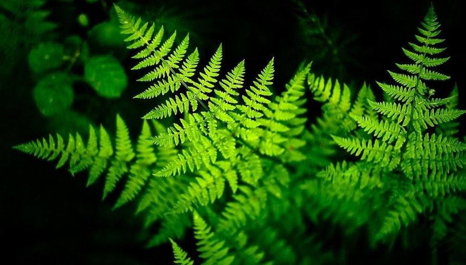 Фрактал папоротник Барнсли