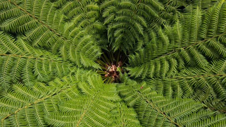 Фернс папоротник