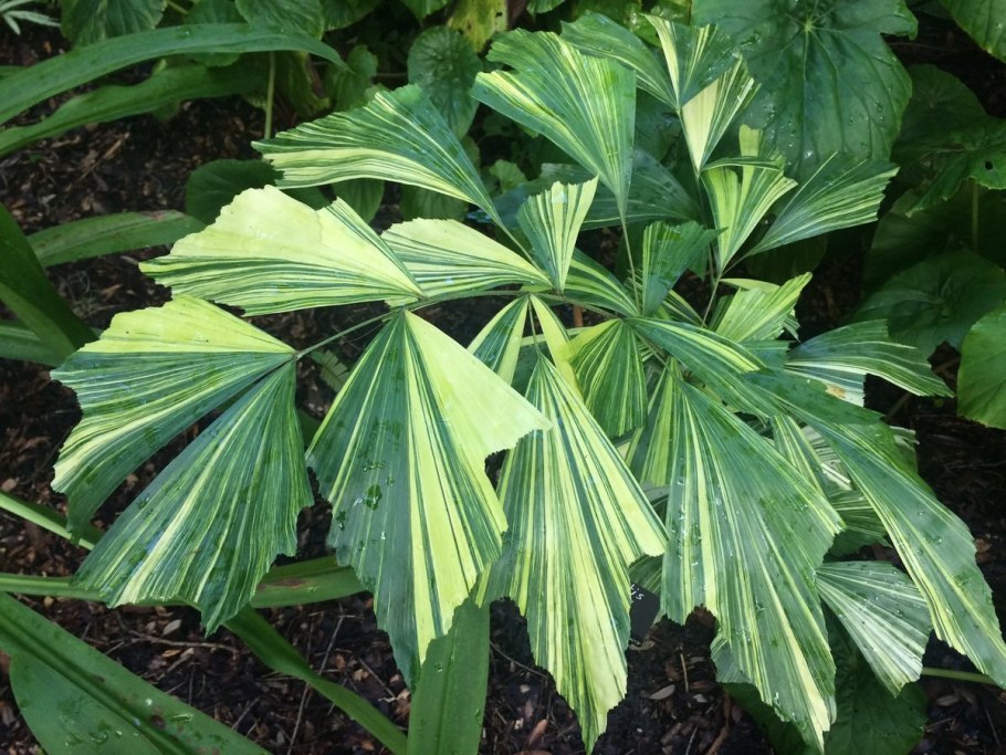 Кариота вариегатная Пальма