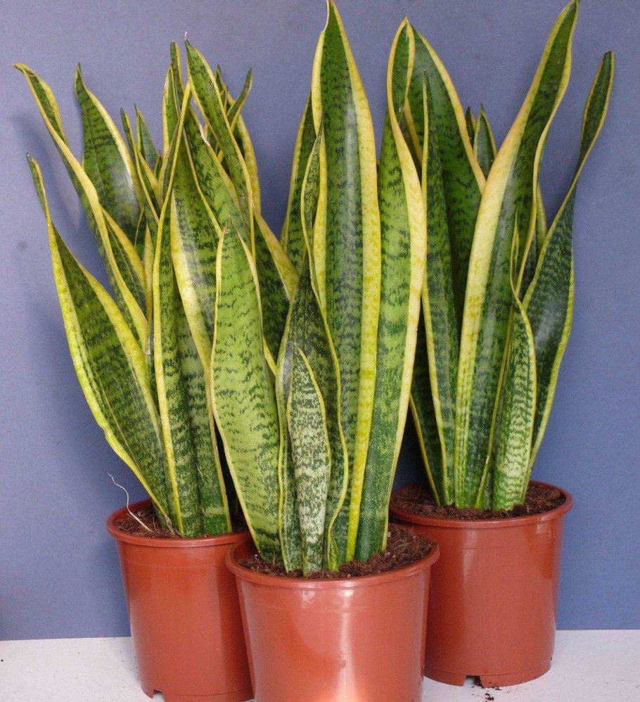 Сансевьера трехполосая