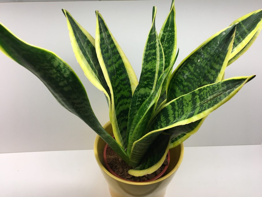 Сансевиерия Санрайз