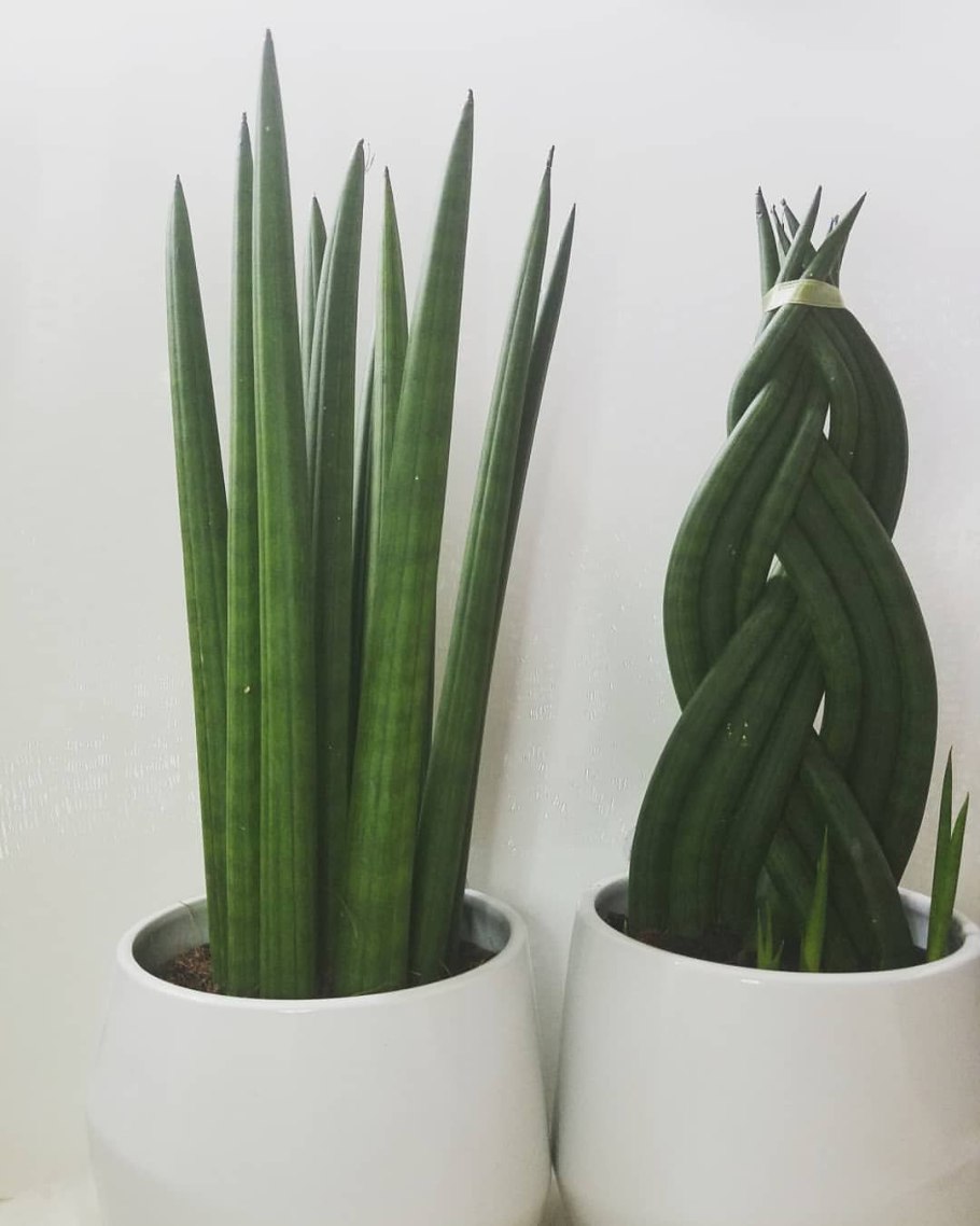 Сансевьера trifasciata