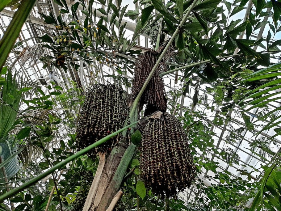 Пальма рыбий хвост Кариота