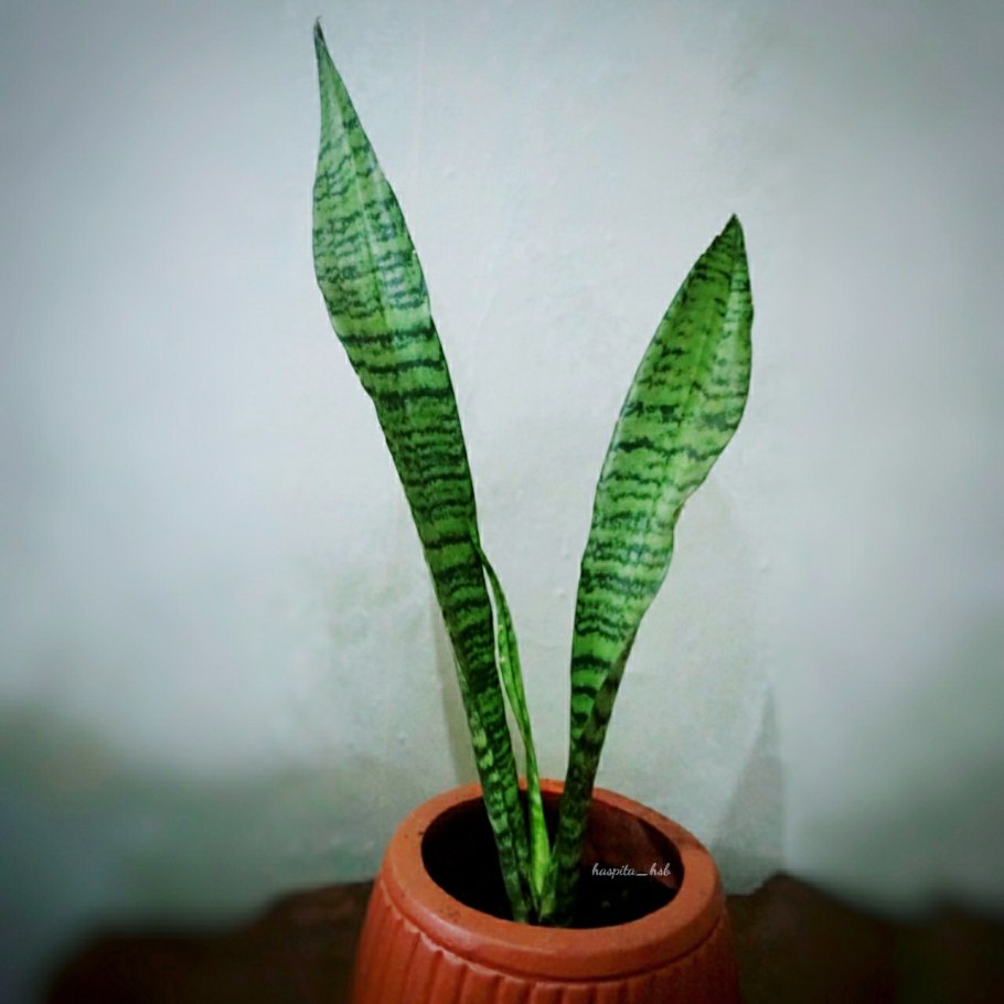 Вриезия Спленденс