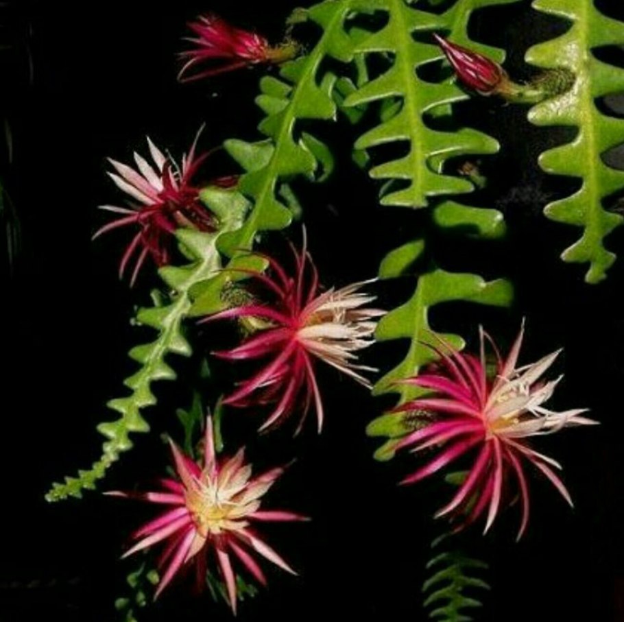 Буррито суккулент седум