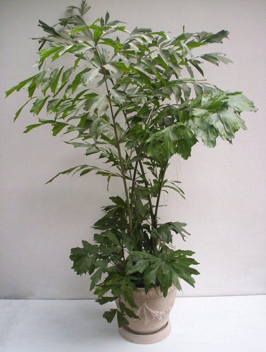 Сансевиерия щучий хвост