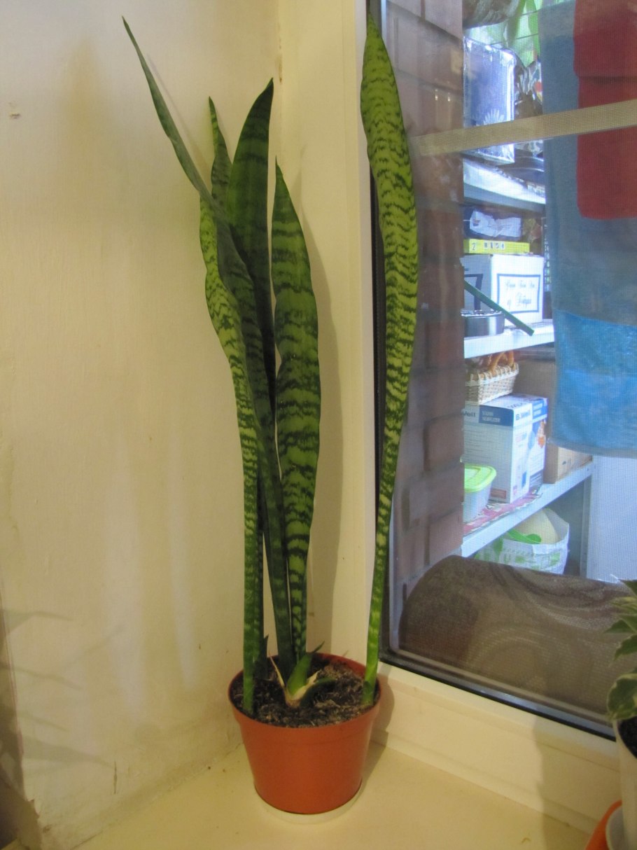 Цветок рыбий хвост