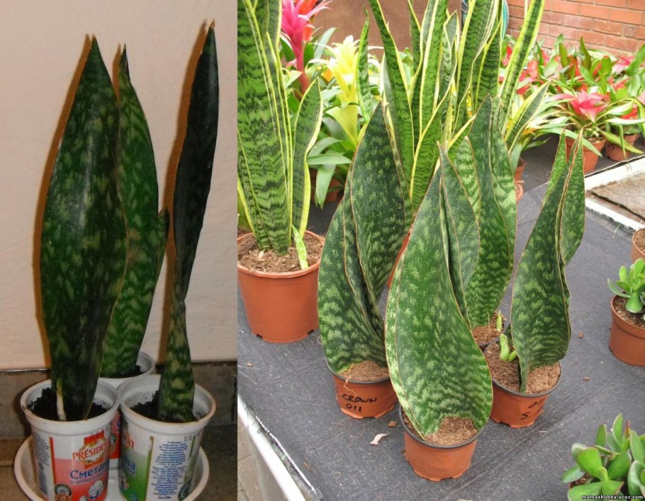 Хавортия аттенуата