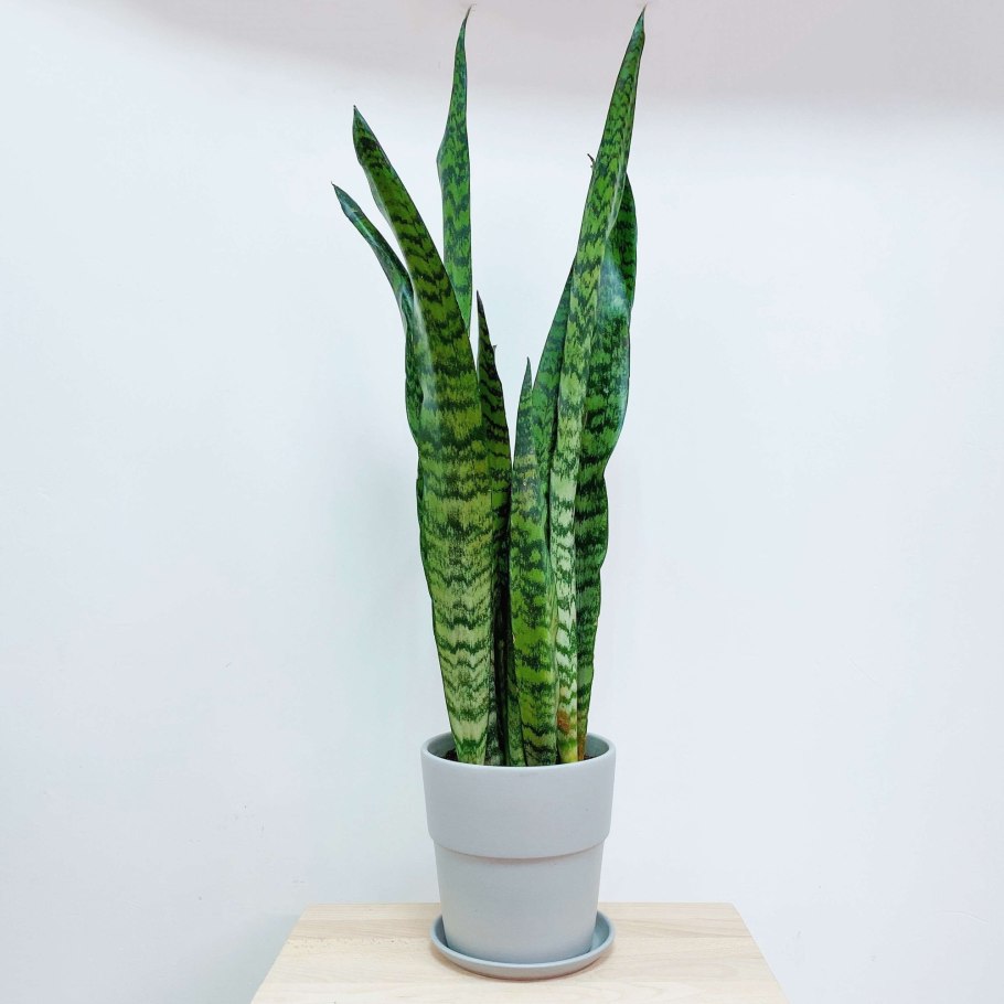 Суккулент Сансевиерия