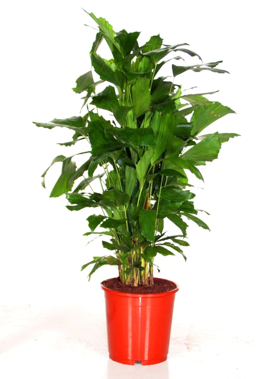 Папоротник нефролепис