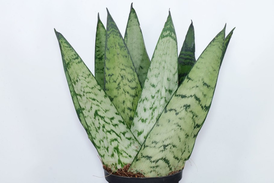 Сансевиерия Аубрутиана Грин