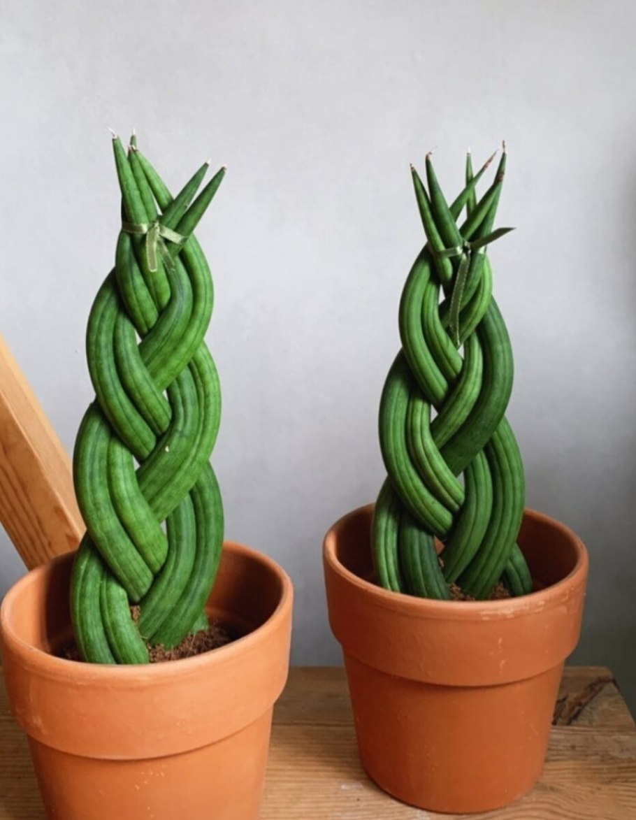 Цветок рыбий хвост