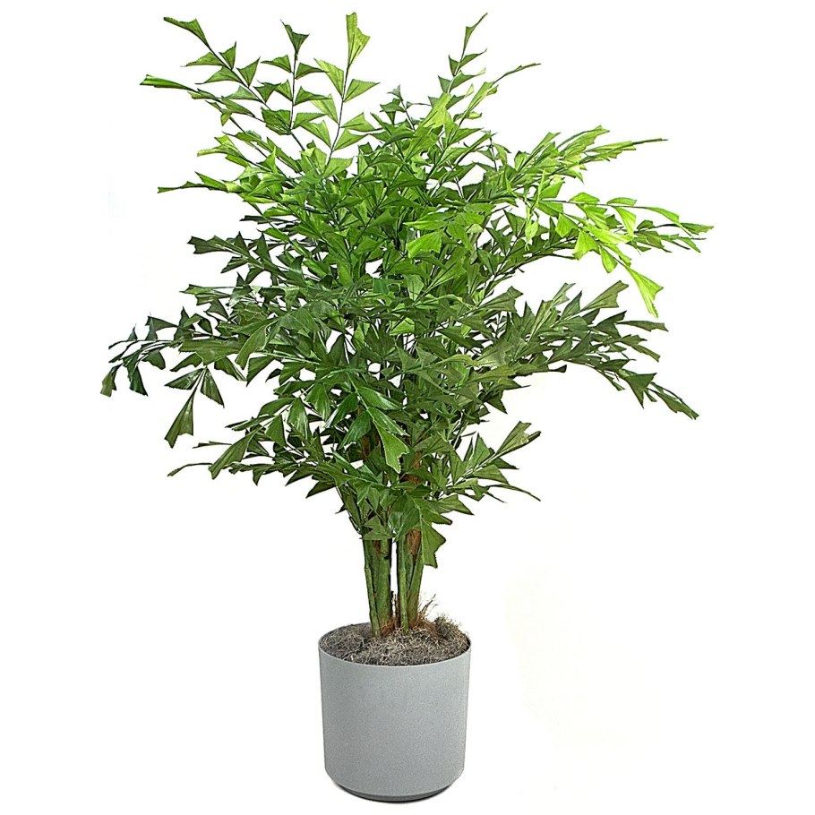 Пальма рыбий хвост Кариота